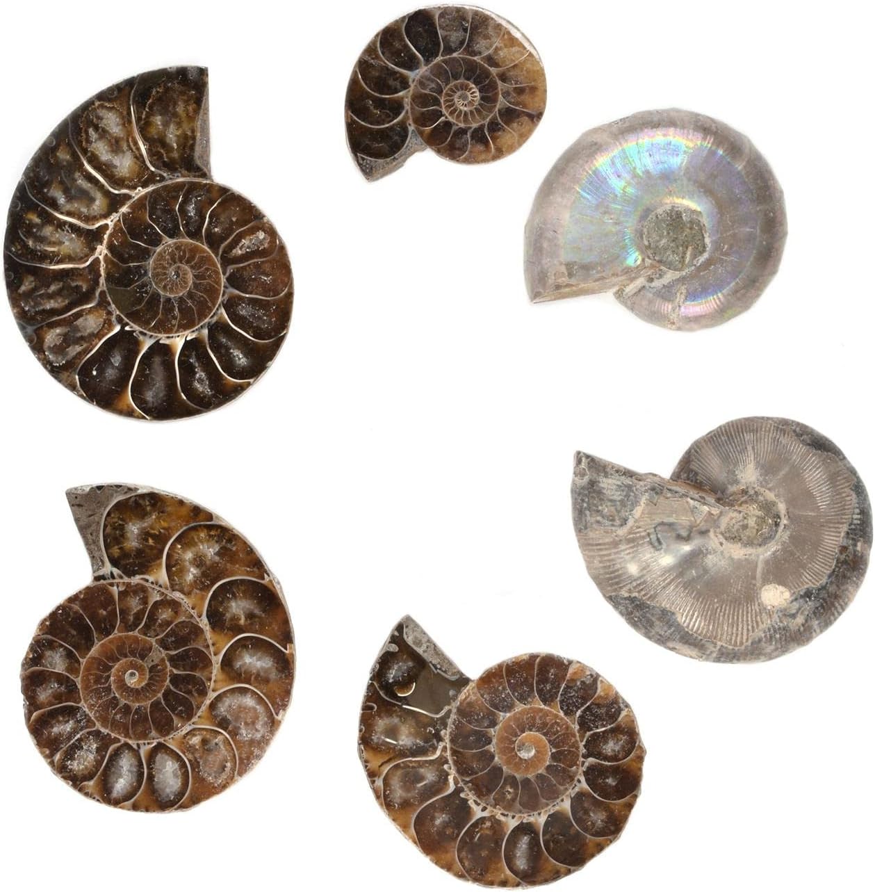 Fossil Ammonite Gemstone Jewelry-菊花螺化石