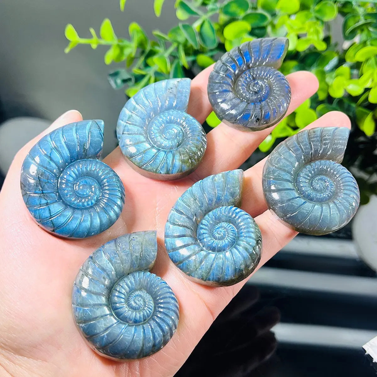 45MM Natural Labradorite Ammonite Carving Flashy Crystal Shell Figurine Reiki Healing Stone Pocket Decor